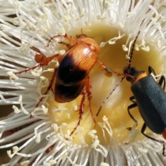 Phyllotocus navicularis (Nectar scarab) at Wodonga - 10 Dec 2023 by KylieWaldon