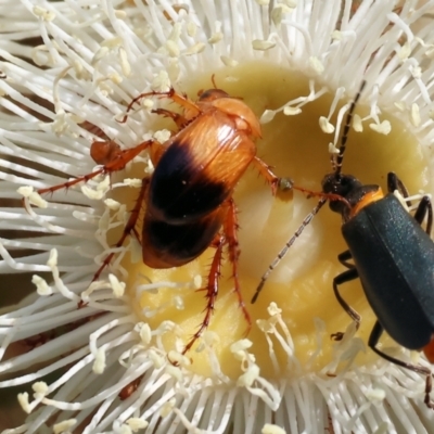 Phyllotocus navicularis (Nectar scarab) at Wodonga, VIC - 9 Dec 2023 by KylieWaldon