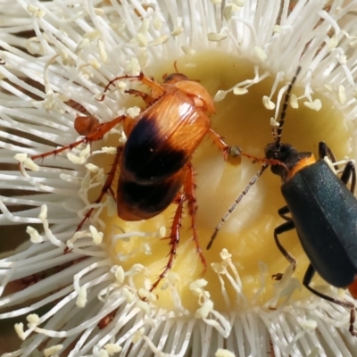 Phyllotocus navicularis (Nectar scarab) at Wodonga - 10 Dec 2023 by KylieWaldon