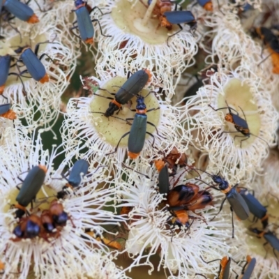 Chauliognathus lugubris (Plague Soldier Beetle) at Wodonga - 10 Dec 2023 by KylieWaldon