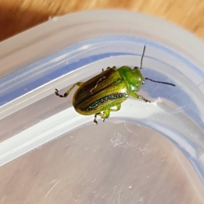 Calomela juncta (Leaf beetle) at Rugosa - 7 Dec 2023 by SenexRugosus