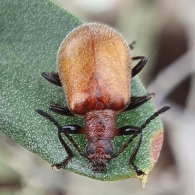 Ecnolagria grandis (Honeybrown beetle) at Yass River, NSW - 6 Dec 2023 by SenexRugosus
