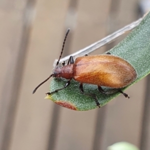 Ecnolagria grandis at Rugosa - 7 Dec 2023 09:20 AM