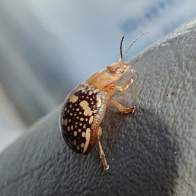 Paropsis pictipennis (Tea-tree button beetle) at Rugosa - 7 Dec 2023 by SenexRugosus