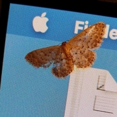 Idaea philocosma (Flecked Wave) at Yass River, NSW - 9 Dec 2023 by SenexRugosus