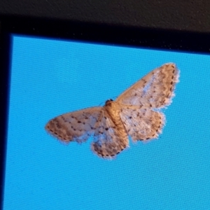 Idaea philocosma at Rugosa - 9 Dec 2023