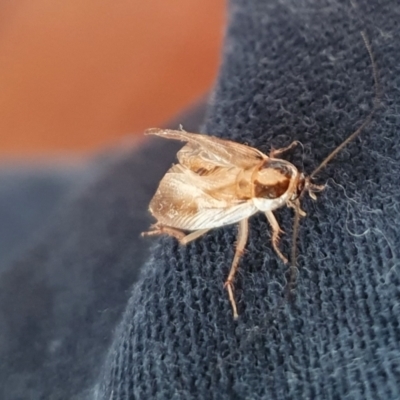 Johnrehnia australiae (Rehn's Cockroach) at Yass River, NSW - 9 Dec 2023 by SenexRugosus