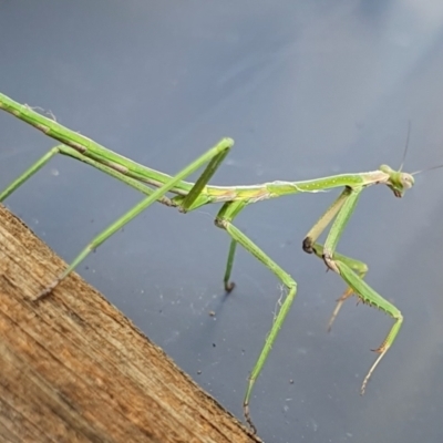 Unidentified Praying mantis (Mantodea) at Yass River, NSW - 10 Dec 2023 by SenexRugosus