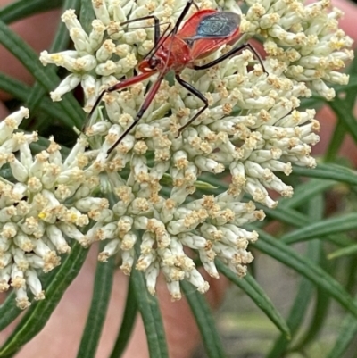 Gminatus australis (Orange assassin bug) at Red Hill Nature Reserve - 10 Dec 2023 by JamonSmallgoods