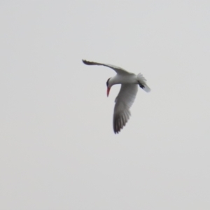 Hydroprogne caspia at Lake Burley Griffin Central/East - 10 Dec 2023