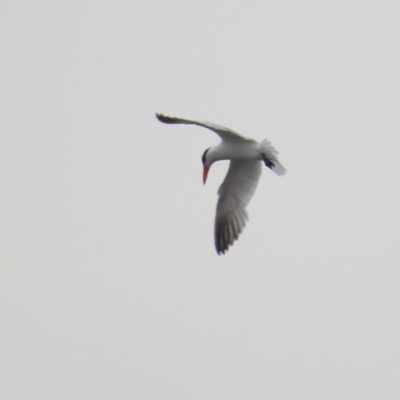 Hydroprogne caspia (Caspian Tern) at Barton, ACT - 10 Dec 2023 by BenW