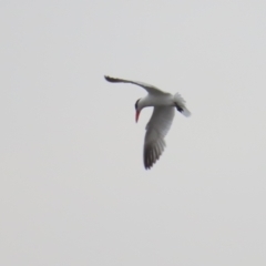 Hydroprogne caspia (Caspian Tern) at Lake Burley Griffin Central/East - 10 Dec 2023 by BenW