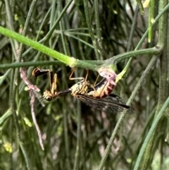 Spaminta minjerribae (Mantisfly) at Mount Ainslie - 10 Dec 2023 by Pirom