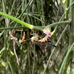 Spaminta minjerribae at Mount Ainslie - 10 Dec 2023 05:30 PM