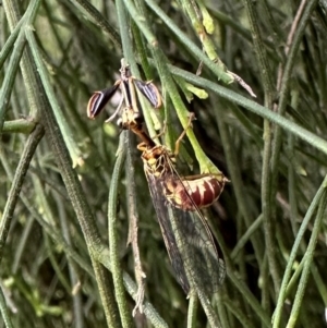 Spaminta minjerribae at Mount Ainslie - 10 Dec 2023