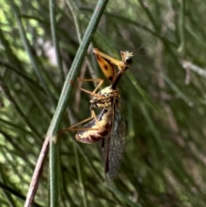 Spaminta minjerribae at Mount Ainslie - 10 Dec 2023