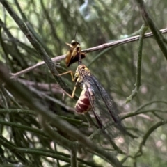 Spaminta minjerribae at Mount Ainslie - 10 Dec 2023