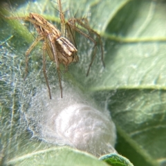 Oxyopes sp. (genus) (Lynx spider) at Holt, ACT - 10 Dec 2023 by JajiClack