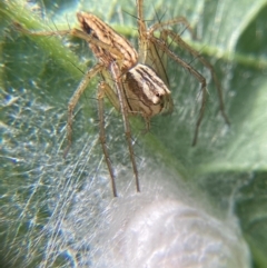 Oxyopes sp. (genus) at Holt, ACT - 10 Dec 2023