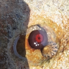 Actinia tenebrosa (Red Waratah Anemone) at Meroo National Park - 8 Dec 2023 by VanceLawrence