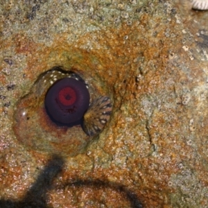 Actinia tenebrosa at Meroo National Park - 9 Dec 2023