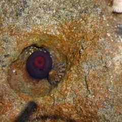 Actinia tenebrosa at Meroo National Park - 9 Dec 2023 10:52 AM