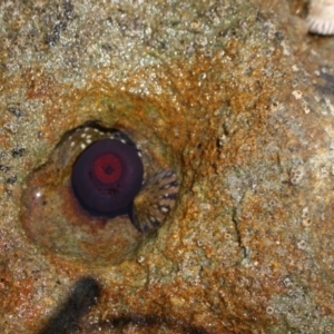 Actinia tenebrosa at Meroo National Park - 9 Dec 2023