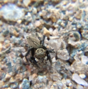 Maratus griseus at Holt, ACT - suppressed