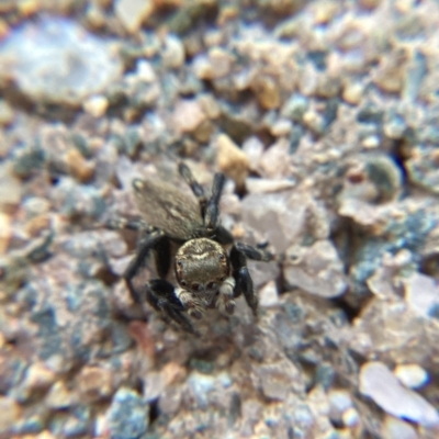 Maratus griseus (Jumping spider) at Holt, ACT - 10 Dec 2023 by JajiClack