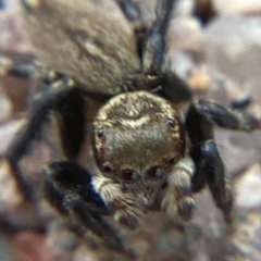 Maratus griseus at Holt, ACT - suppressed