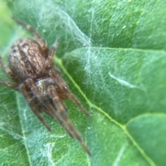 Badumna longinqua (Grey House Spider) at Holt, ACT - 10 Dec 2023 by JajiClack