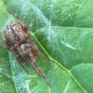 Badumna longinqua at Holt, ACT - 10 Dec 2023