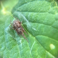 Badumna longinqua at Holt, ACT - 10 Dec 2023 03:34 PM