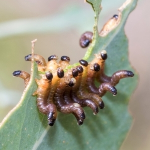 Pseudoperga sp. (genus) at Fraser, ACT - 14 Feb 2023