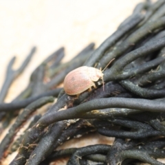 Paropsis atomaria at Lake Tabourie, NSW - 9 Dec 2023