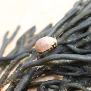 Paropsis atomaria at Lake Tabourie, NSW - 9 Dec 2023