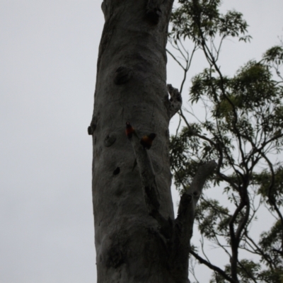 Trichoglossus moluccanus (Rainbow Lorikeet) at Lake Tabourie, NSW - 9 Dec 2023 by VanceLawrence