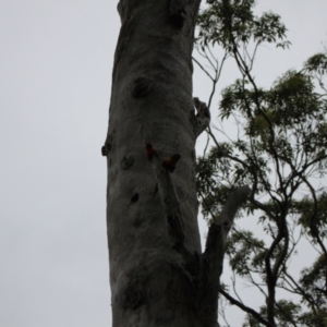 Trichoglossus moluccanus at Lake Tabourie, NSW - 9 Dec 2023