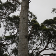 Trichoglossus moluccanus at Lake Tabourie, NSW - 9 Dec 2023