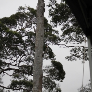 Trichoglossus moluccanus at Lake Tabourie, NSW - 9 Dec 2023