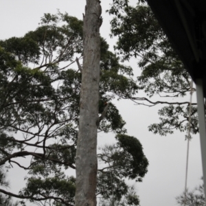 Trichoglossus moluccanus at Lake Tabourie, NSW - 9 Dec 2023