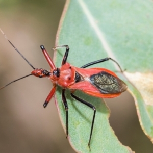 Gminatus australis at Kuringa Woodlands - 14 Feb 2023