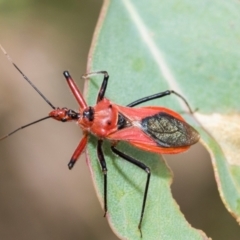Gminatus australis (Orange assassin bug) at Fraser, ACT - 14 Feb 2023 by AlisonMilton