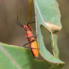 Gminatus australis at Kuringa Woodlands - 14 Feb 2023