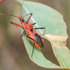 Gminatus australis at Kuringa Woodlands - 14 Feb 2023