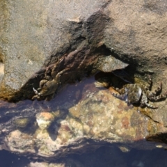 Leptograpsus variegatus (Purple Rock Crab) at Lake Tabourie, NSW - 8 Dec 2023 by VanceLawrence