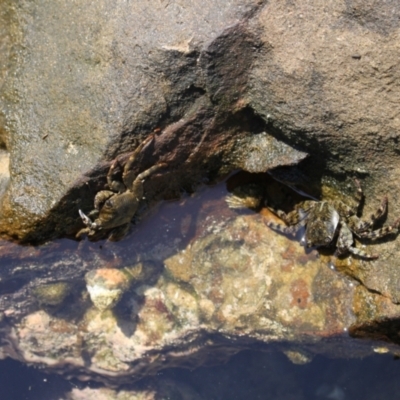 Leptograpsus variegatus (Purple Rock Crab) at Meroo National Park - 9 Dec 2023 by VanceLawrence