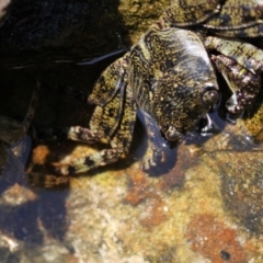 Leptograpsus variegatus at Meroo National Park - 9 Dec 2023