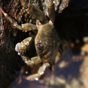 Leptograpsus variegatus at Meroo National Park - 9 Dec 2023