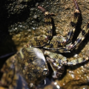 Leptograpsus variegatus at Meroo National Park - 9 Dec 2023